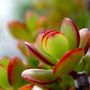 Voir la diapositive 4 : PLANT IN A BOX Arbre de jade - Crassula ovata 'Sunset' - Hauteur 30-35cm - ⌀17cm
