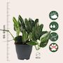 Voir la diapositive 2 : PLANT IN A BOX Plante verte - Philodendron Cobra - Hauteur 55-65cm - ⌀19cm