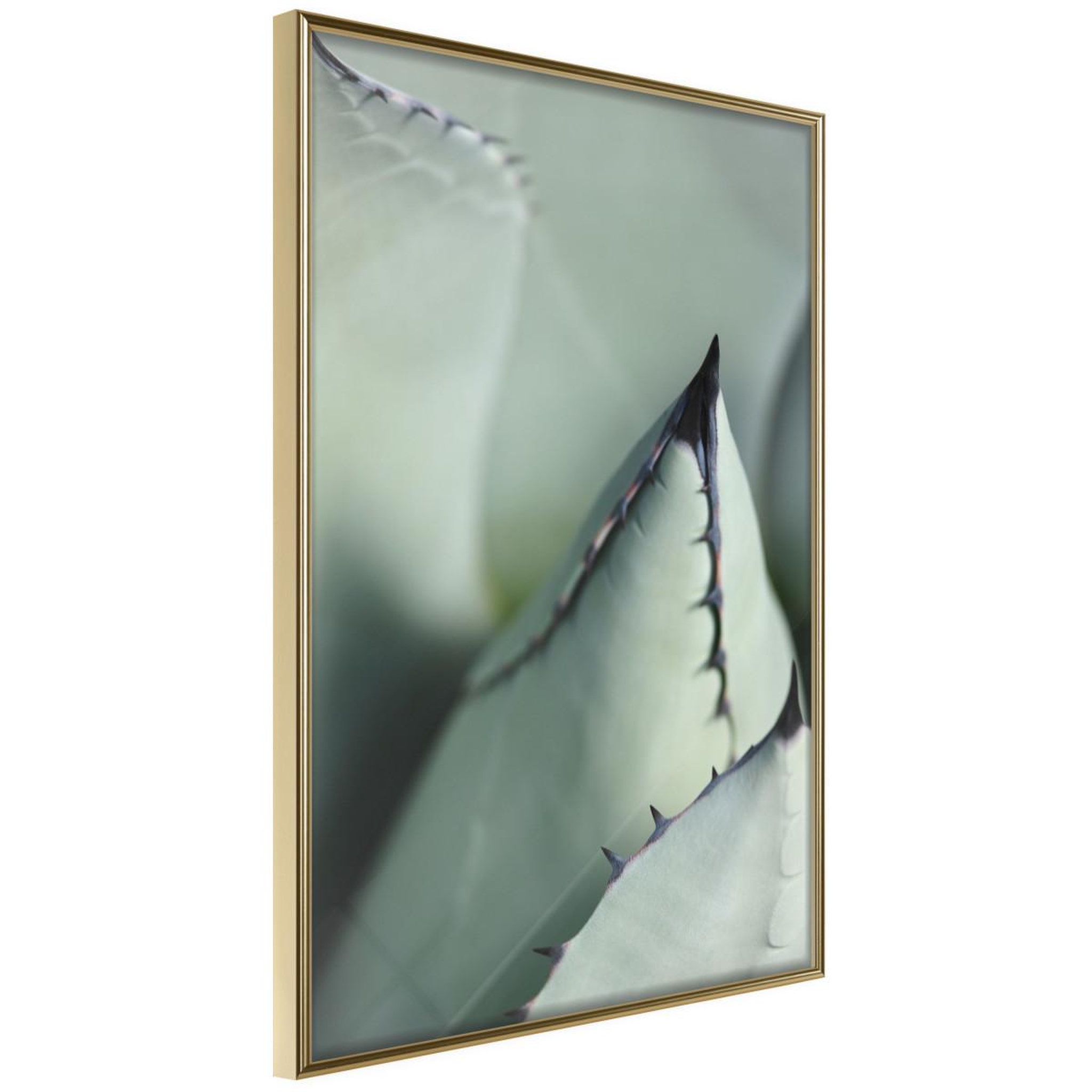 Paris Prix Affiche murale encadrée  young leaf of agave