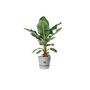 Voir la diapositive 2 : ELHO Pot de fleurs rond en plastique Ø 30 cm Elho Greenville Round gris ciment pour jardin et balcon