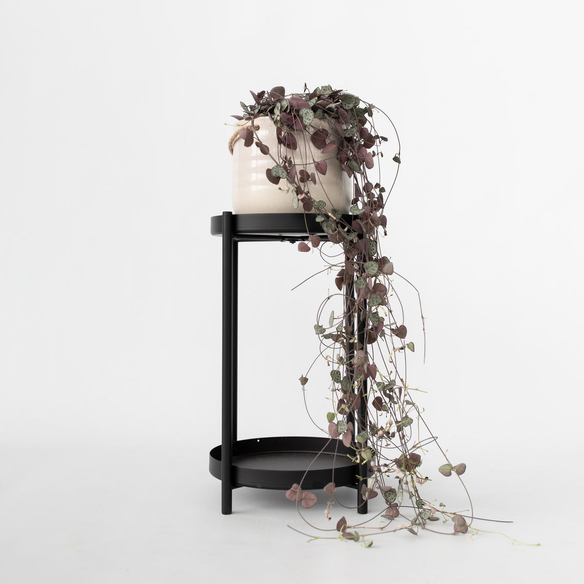 PLANT IN A BOX Chaîne des cœurs - Ceropegia linearis Woodii - Hauteur 20-30cm - ⌀14cm