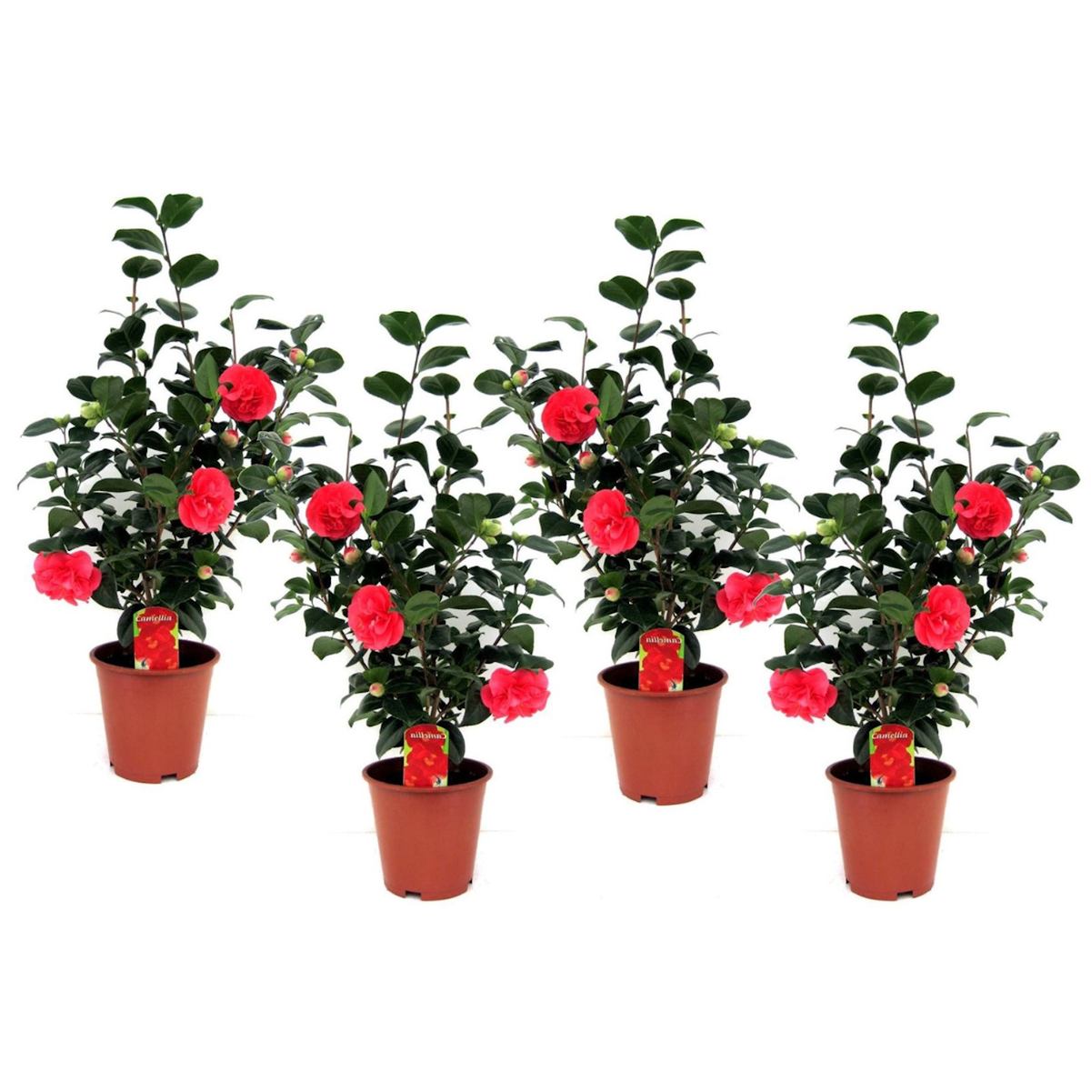 PLANT IN A BOX Camélia - Set de 4 - Camellia japonica 'Lady Campbell' - Hauteur 60-70cm - ⌀19cm