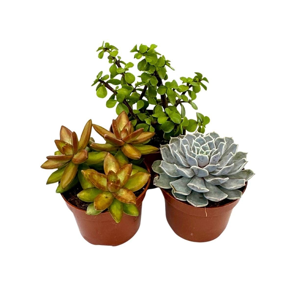 PLANT IN A BOX Mélange de succulentes - Set de 3 - Succulent Mix - H15-20cm - ⌀10,5cm