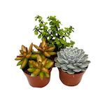 PLANT IN A BOX Mélange de succulentes - Set de 3 - Succulent Mix - H15-20cm - ⌀10,5cm