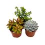Voir la diapositive 1 : PLANT IN A BOX Mélange de succulentes - Set de 3 - Succulent Mix - H15-20cm - ⌀10,5cm
