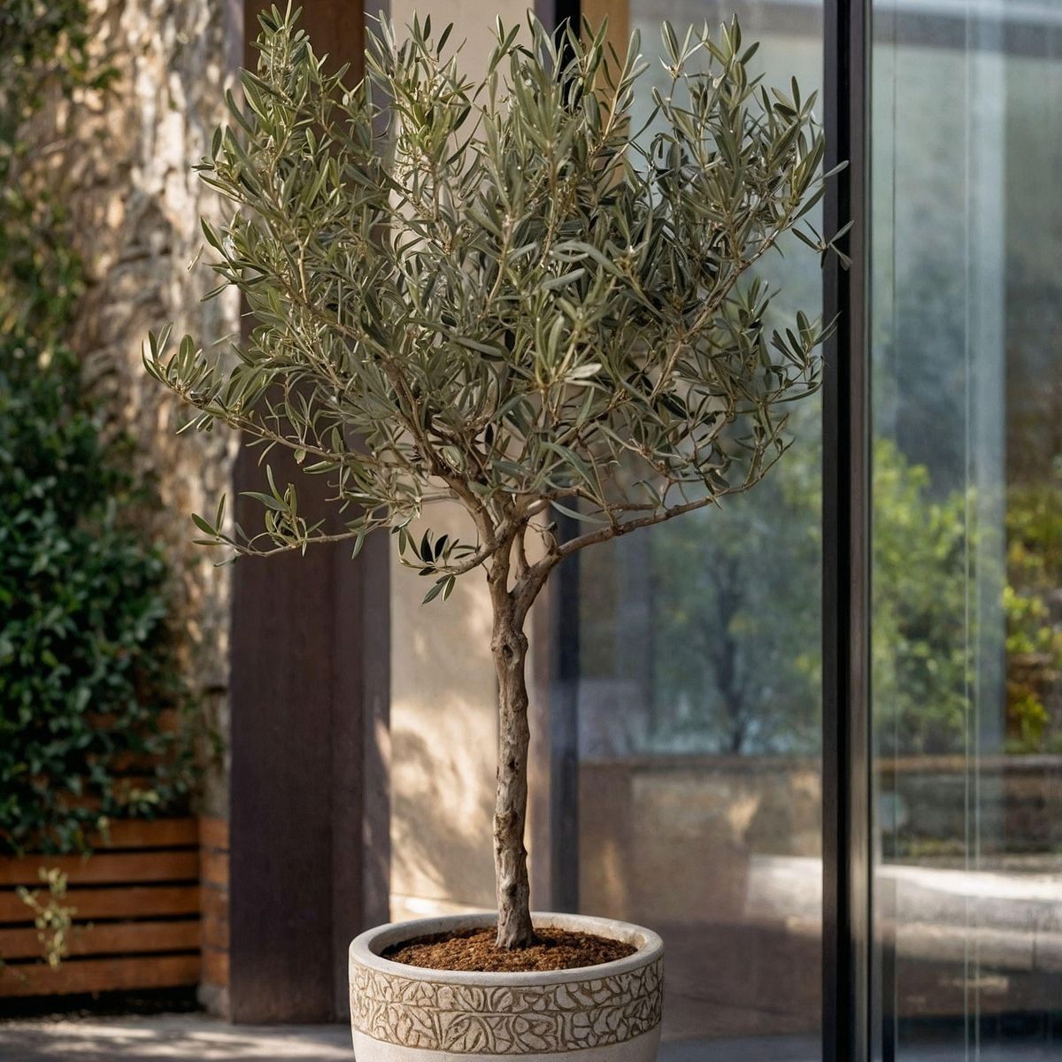 PLANT IN A BOX Olivier - Olea europaea - Hauteur 45-55cm - ⌀14cm