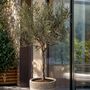 Voir la diapositive 5 : PLANT IN A BOX Olivier - Olea europaea - Hauteur 45-55cm - ⌀14cm