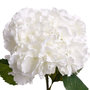 Voir la diapositive 2 : ATMOSPHERA Tige artificielle d'Hortensia - H. 83 cm - Blanc