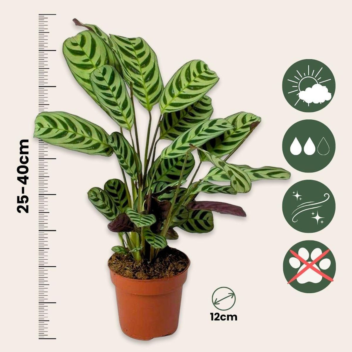 PLANT IN A BOX Mélange de plantes d'intérieur - Set de 3 - Hauteur 25-40cm - ⌀12cm