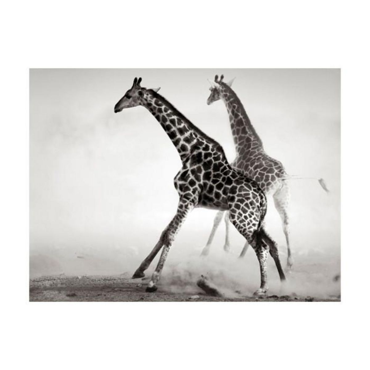 Paris Prix Papier Peint  Girafes