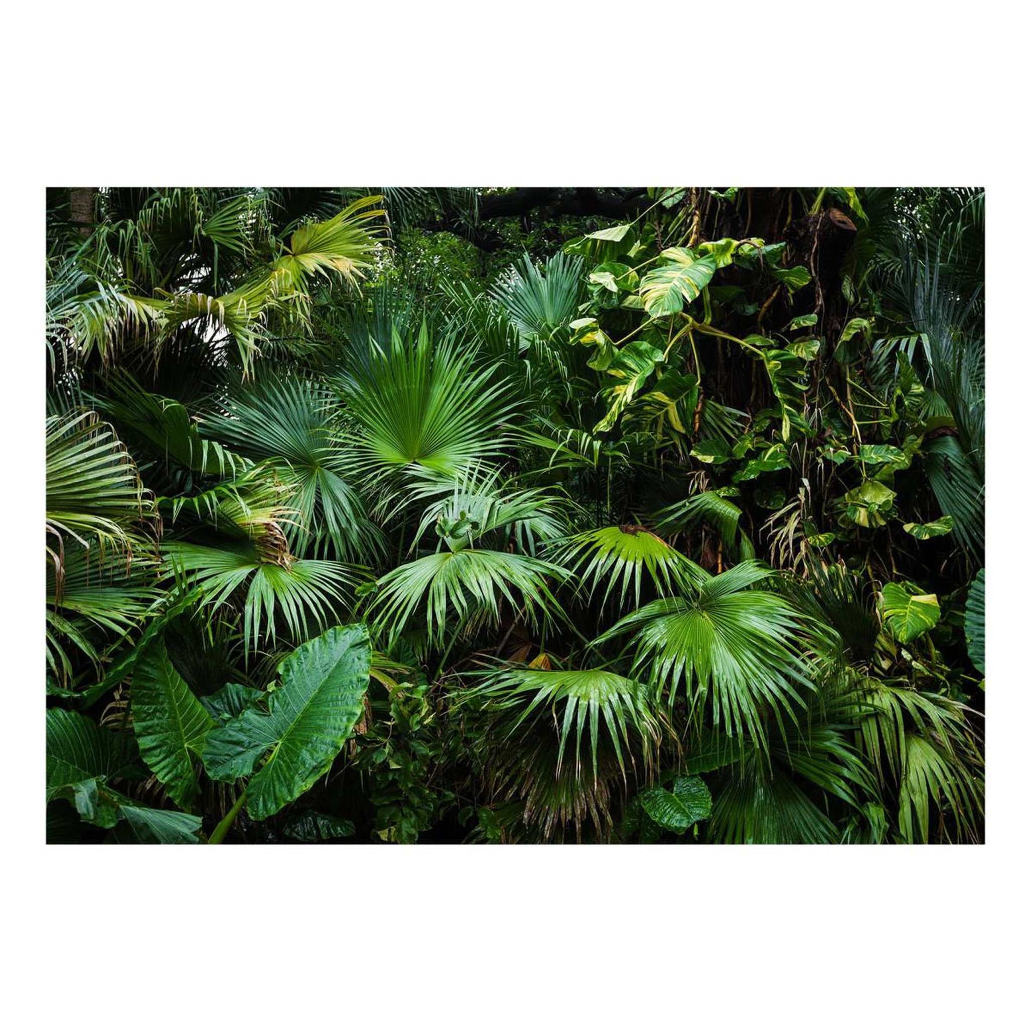 Voir la diapositive 2 : Paris Prix Papier peint  sunny jungle