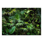 Voir la diapositive 2 : Paris Prix Papier Peint  Sunny Jungle