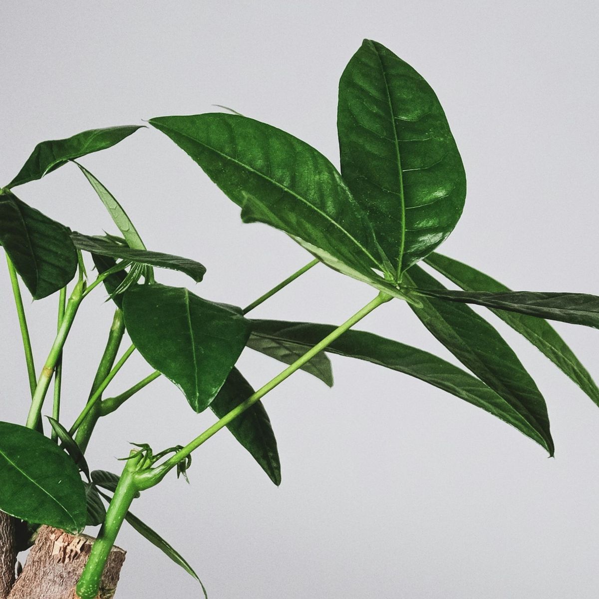 PLANT IN A BOX Arbre à argent - Pachira aquatica - Hauteur 100-120cm - ⌀24cm