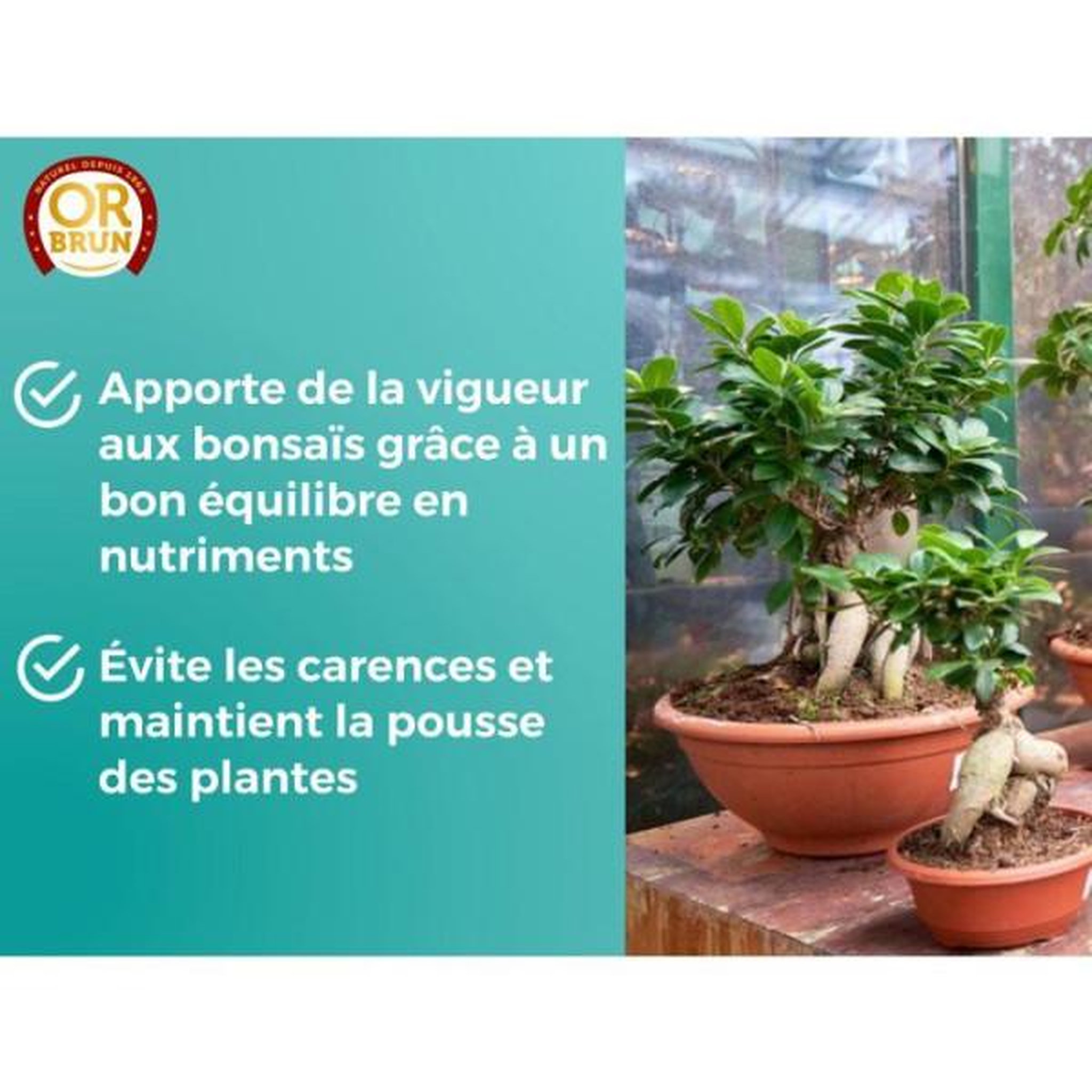 Voir la diapositive 5 : OR BRUN Engrais bonsais - or brun - obreclbonsai250 - 250 ml - améliore et favorise la croissance - fabriqué en france