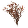Voir la diapositive 1 : Paris Prix Bouquet d'Eucalyptus  Sauvage Séché  75cm Rouille