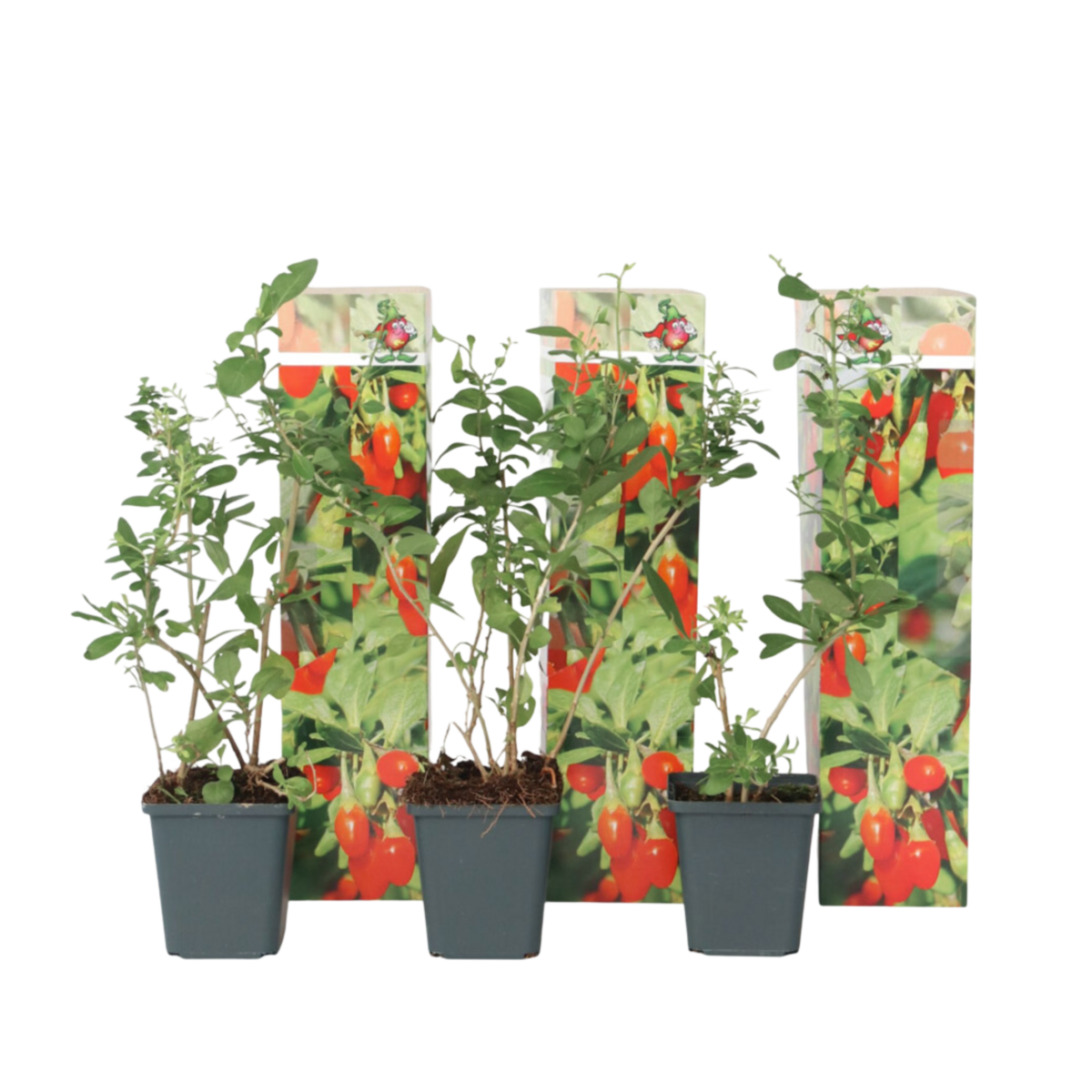 PLANT IN A BOX Baie de Goji - Set de 3 - Lycium barbarum - Hauteur 25-40cm - ⌀9cm