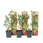 PLANT IN A BOX Baie de Goji - Set de 3 - Lycium barbarum - Hauteur 25-40cm - ⌀9cm