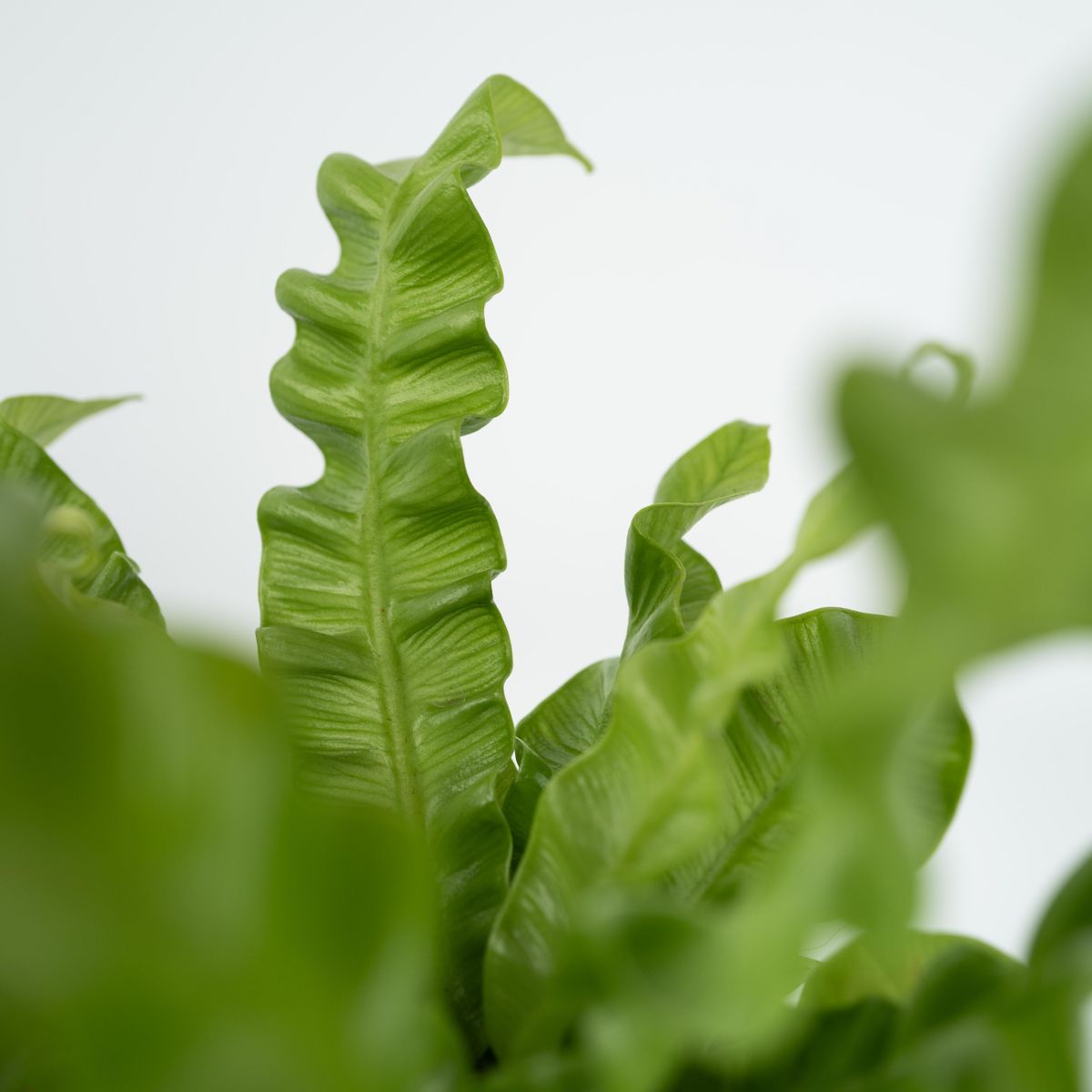 PLANT IN A BOX Fougère nid d'oiseau - Asplenium nidus 'Crispy Wave' - Hauteur 25-40cm - ⌀12cm