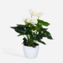 Voir la diapositive 6 : PLANT IN A BOX Langue de feu - Anthurium 'Alpine White' - Hauteur 40-55cm - ø14cm
