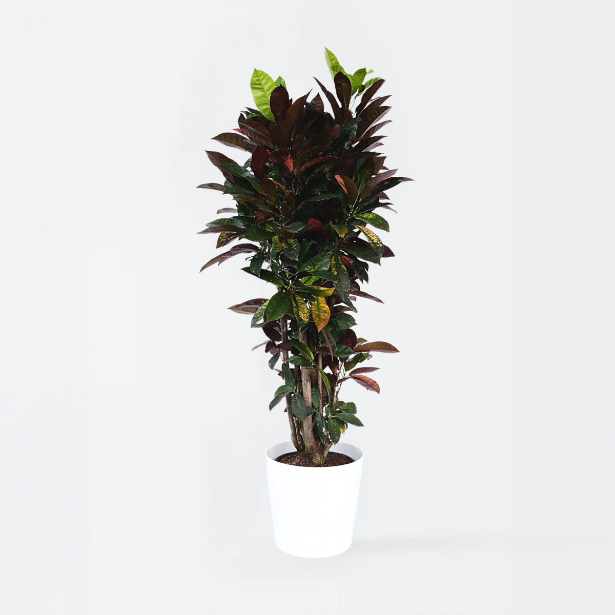 PLANT IN A BOX Croton - Codiaeum variegatum 'Mrs. Iceton' - Hauteur 140-150cm - ⌀31cm