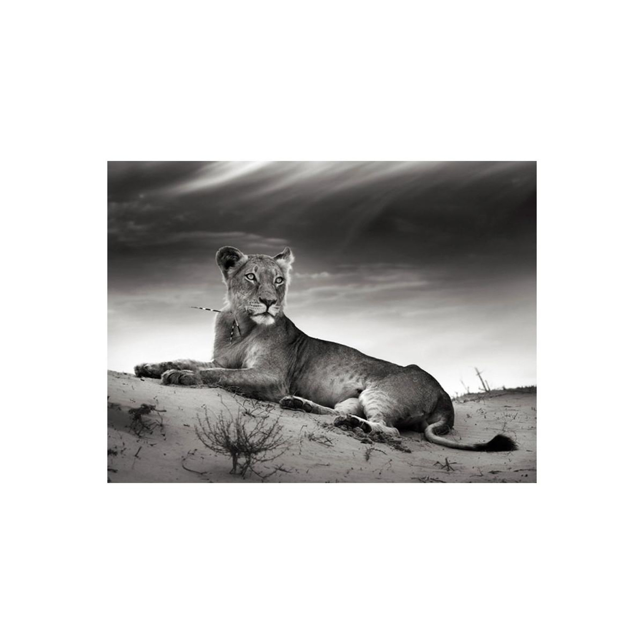Voir la diapositive 2 : Paris Prix Papier peint  une lionne en noir & blanc
