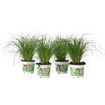 PLANT IN A BOX Herbe à chat - Set de 4 - Cyperus zumula - Hauteur 30-40cm - ⌀12cm