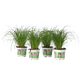Voir la diapositive 1 : PLANT IN A BOX Herbe à chat - Set de 4 - Cyperus zumula - Hauteur 30-40cm - ⌀12cm