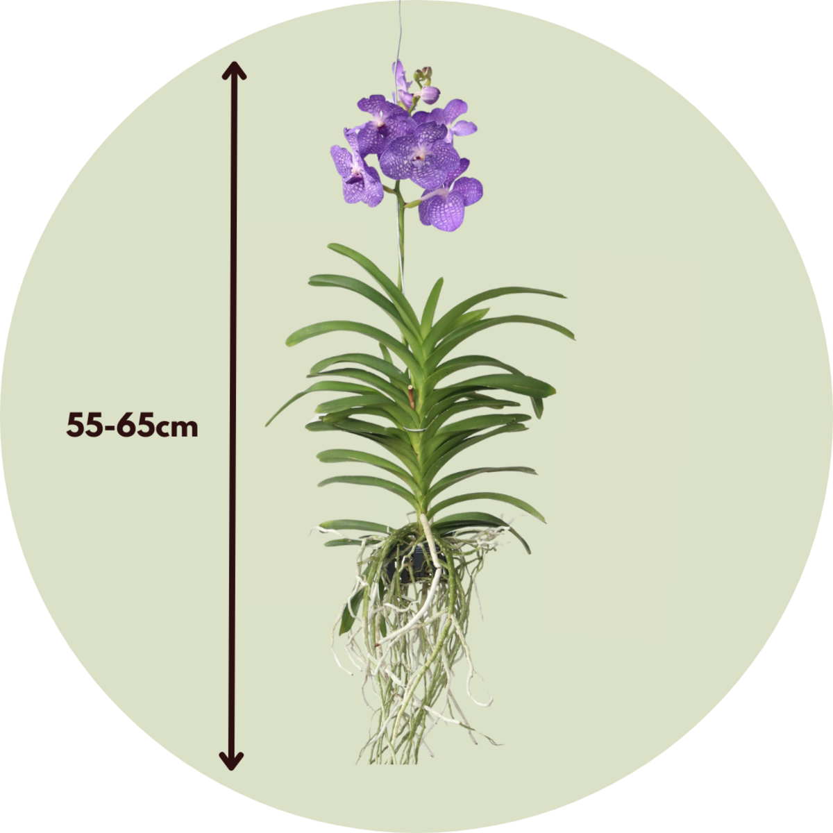 PLANT IN A BOX Orchidée - Vanda 'Magic Royal Blue' - Hauteur 55-65cm