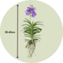 Voir la diapositive 2 : PLANT IN A BOX Orchidée - Vanda 'Magic Royal Blue' - Hauteur 55-65cm