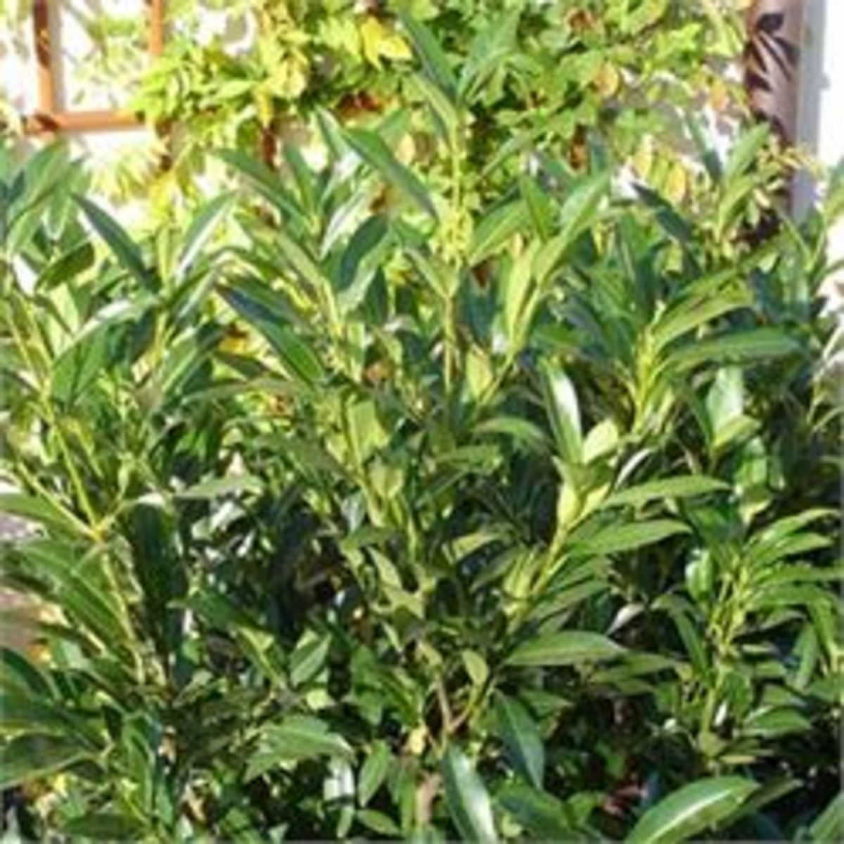 Laurier Palme 'Caucasica'