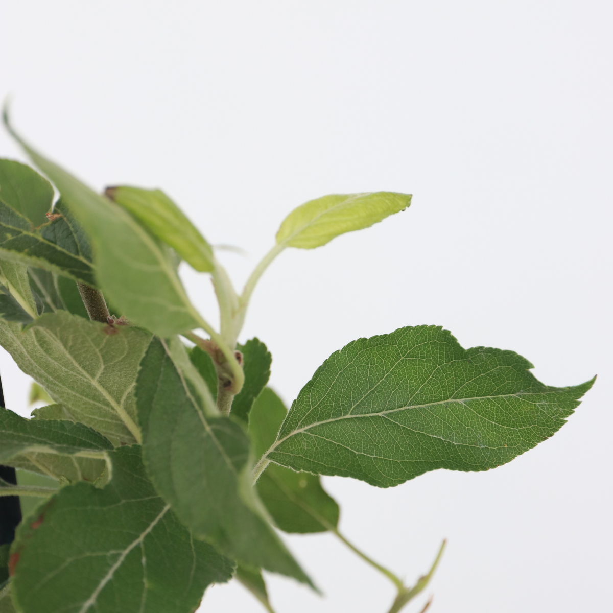 PLANT IN A BOX Mélange d'arbres fruitiers - Set de 4 - Malus, Pryus, Prunus - H60-70cm - ⌀9cm