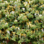 Voir la diapositive 5 : PLANT IN A BOX Chèvrefeuille - Set de 2 - Lonicera henryi 'Copper Beauty' - H110-120cm - ⌀17cm
