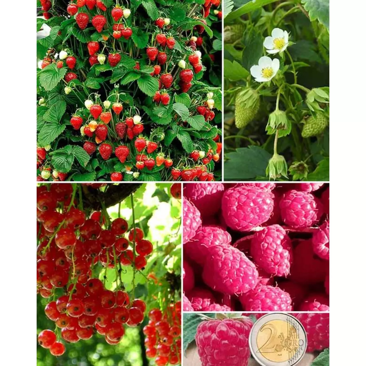  Collection de Fruitiers à fruits rouges - Le paquet de 9 racines nues - Willemse