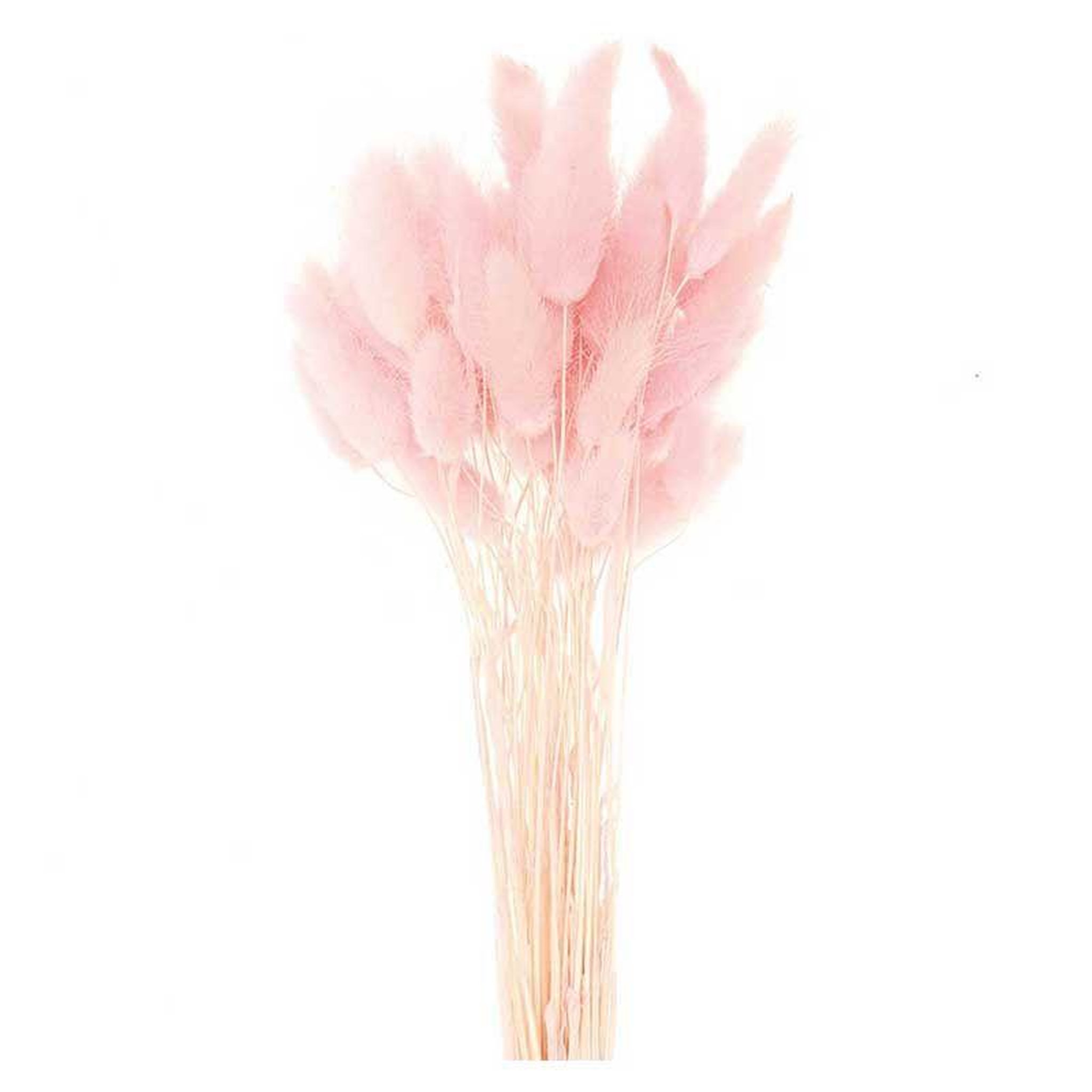 Voir la diapositive 3 : RICO DESIGN Lagurus séchés rose - 45 cm