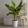 Voir la diapositive 4 : PLANT IN A BOX Bananier du Japon - Set de 2 - Musa basjoo - Hauteur 55-70cm - ⌀21cm