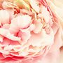 Voir la diapositive 2 : ATMOSPHERA Bouquet de Fleurs  Celia  35cm Rose