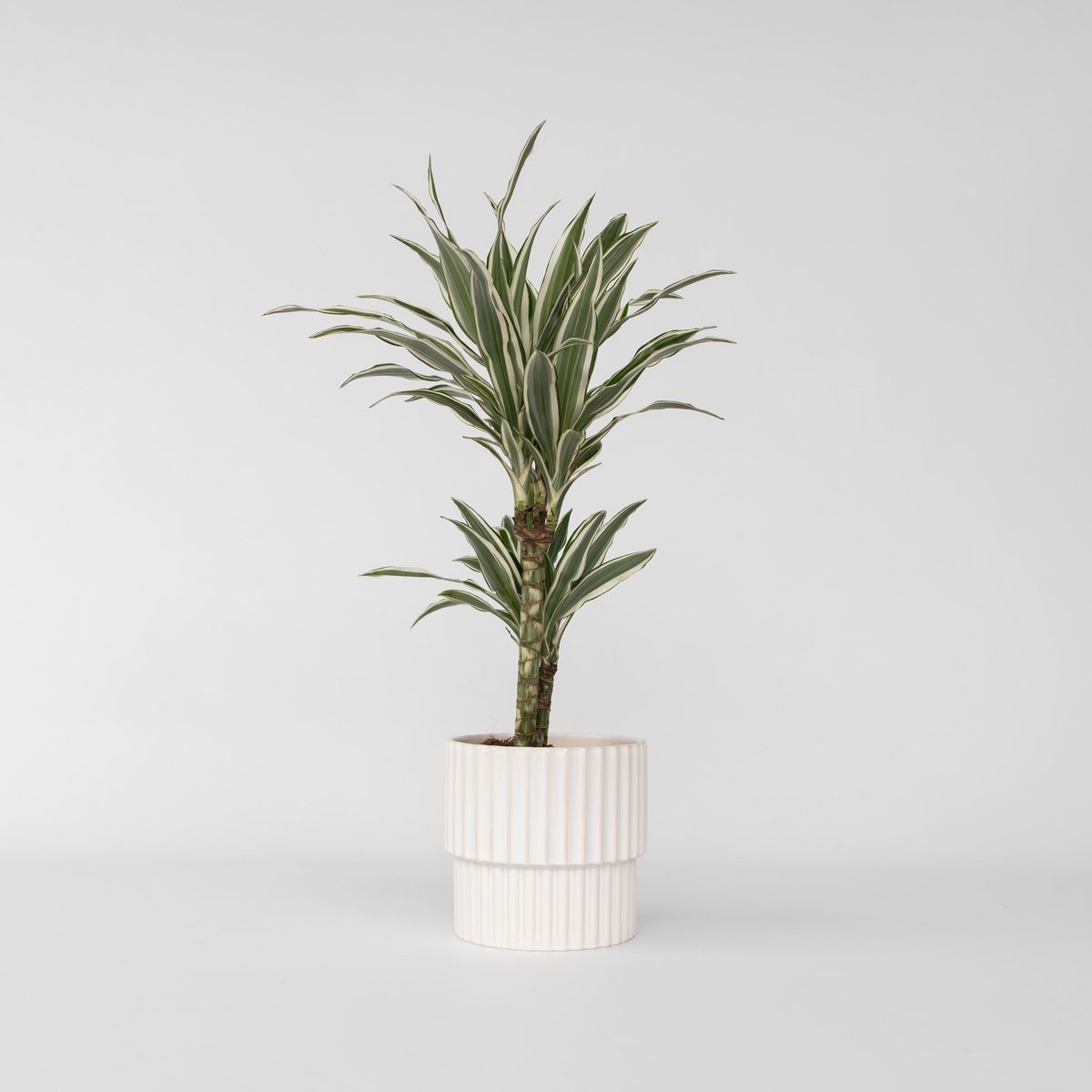 PLANT IN A BOX Dragonnier - Dracaena deremensis 'White Stripe' - Hauteur 60-70cm - ⌀17cm