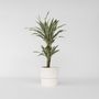 Voir la diapositive 5 : PLANT IN A BOX Dragonnier - Dracaena deremensis 'White Stripe' - Hauteur 60-70cm - ⌀17cm