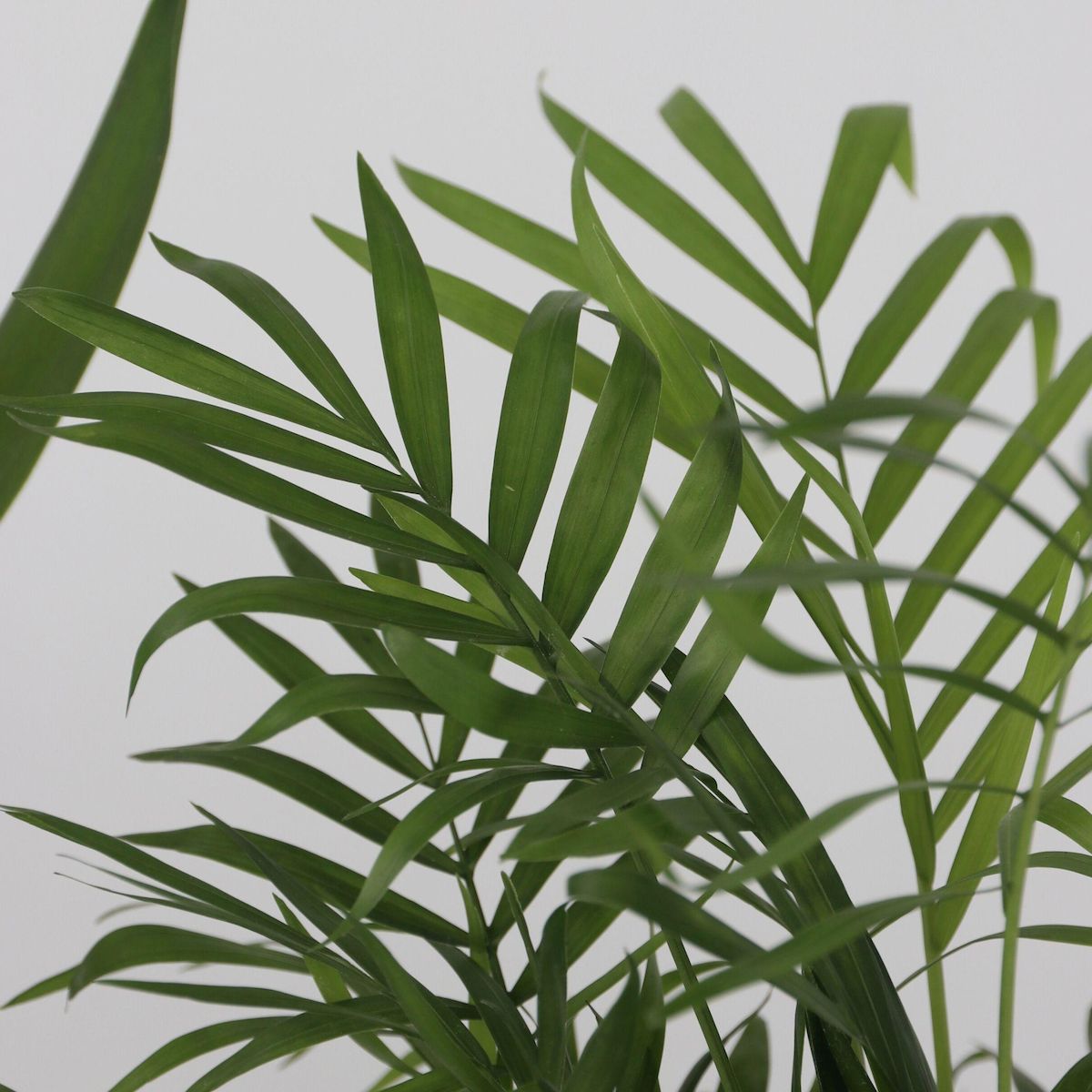 PLANT IN A BOX Lot de 3 mini palmiers avec paniers - Hauteur 25-40cm - ⌀12cm