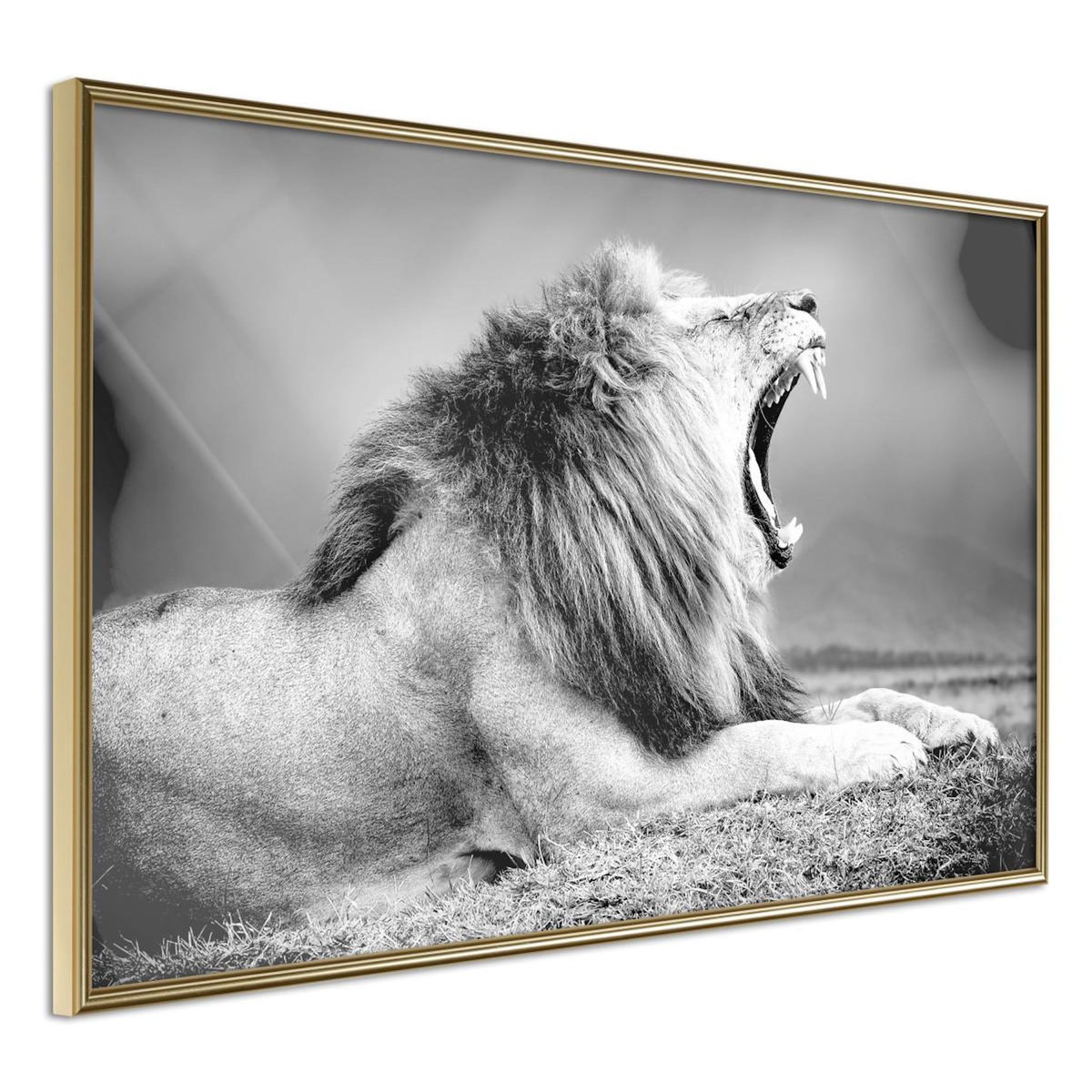 Paris Prix Affiche Murale Encadrée  Yawning Lion