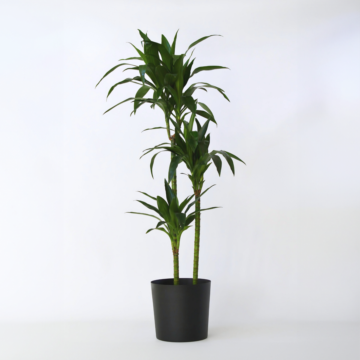 PLANT IN A BOX Dragonnier - Dracaena deremensis 'Janet Craig' - Hauteur 140-150cm - ⌀24cm