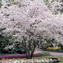 Cerisier à  fleurs  Autumnalis