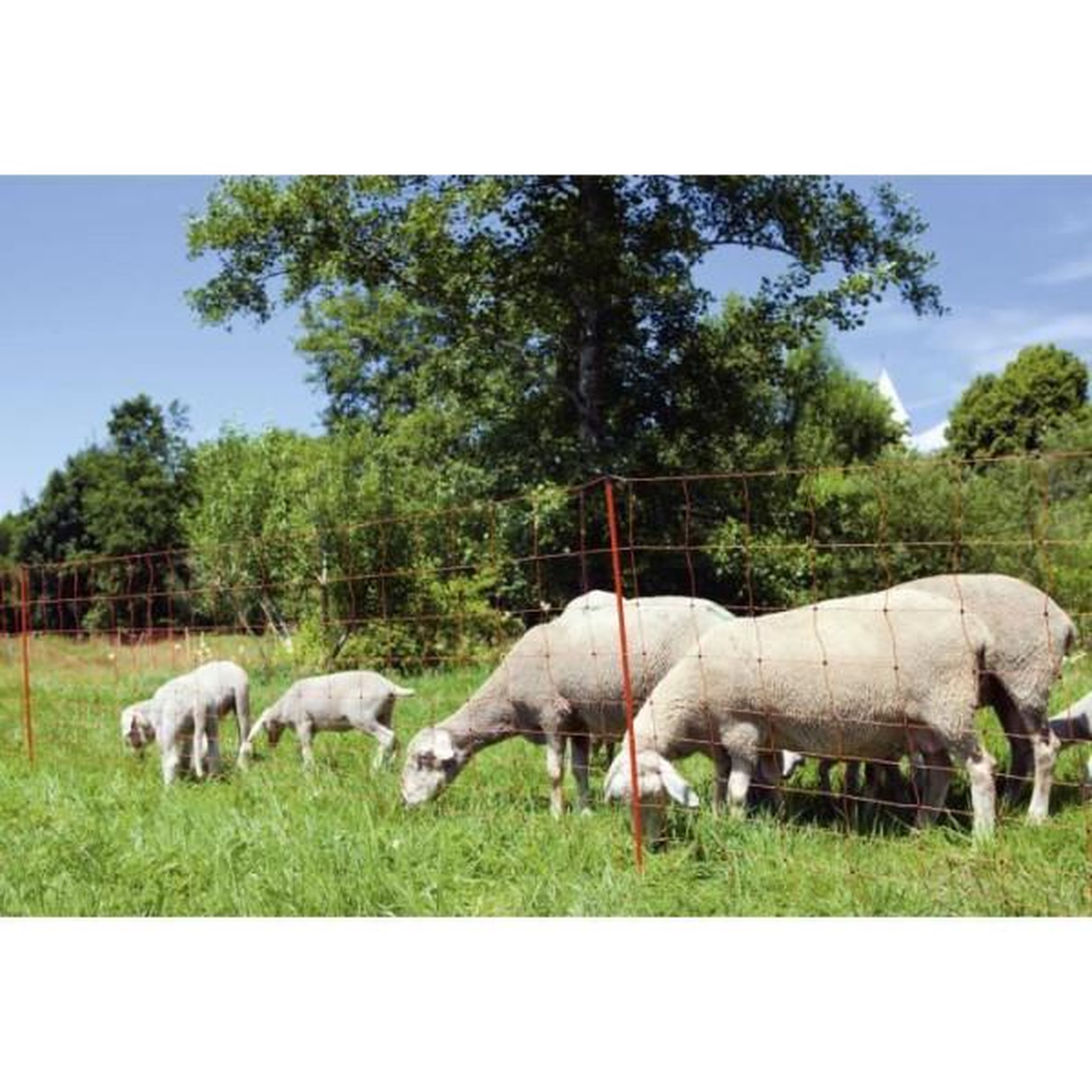 KERBL KERBL - Filet pour moutons OviNet électrifiable - Longueur 50 m - Hauteur 90 cm - 14 piquets