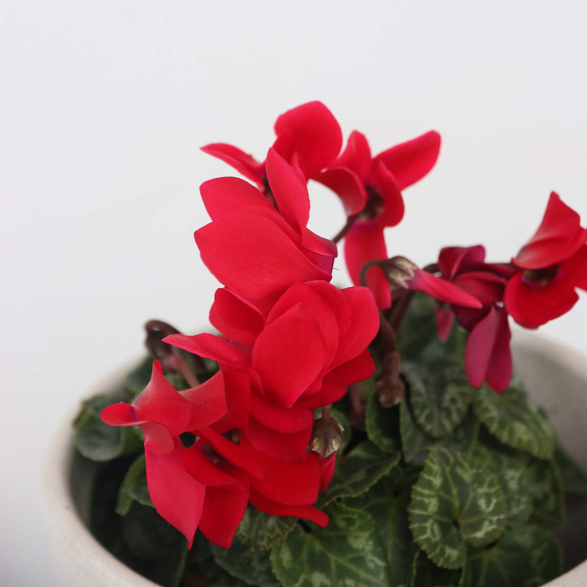 PLANT IN A BOX Cyclamen de Perse - Set de 3 - Cyclamen persicum - Hauteur 10-20cm - ⌀9cm