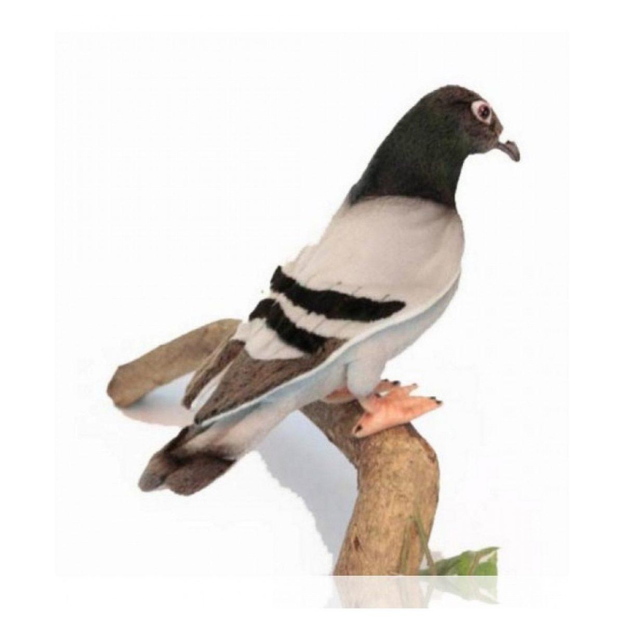 Hansa Pigeon voyageur 20cm - anima