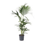 PLANT IN A BOX Palmier Kentia - Howea forsteriana - Hauteur 90-100cm - ⌀18cm