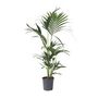 Voir la diapositive 1 : PLANT IN A BOX Palmier Kentia - Howea forsteriana - Hauteur 90-100cm - ⌀18cm