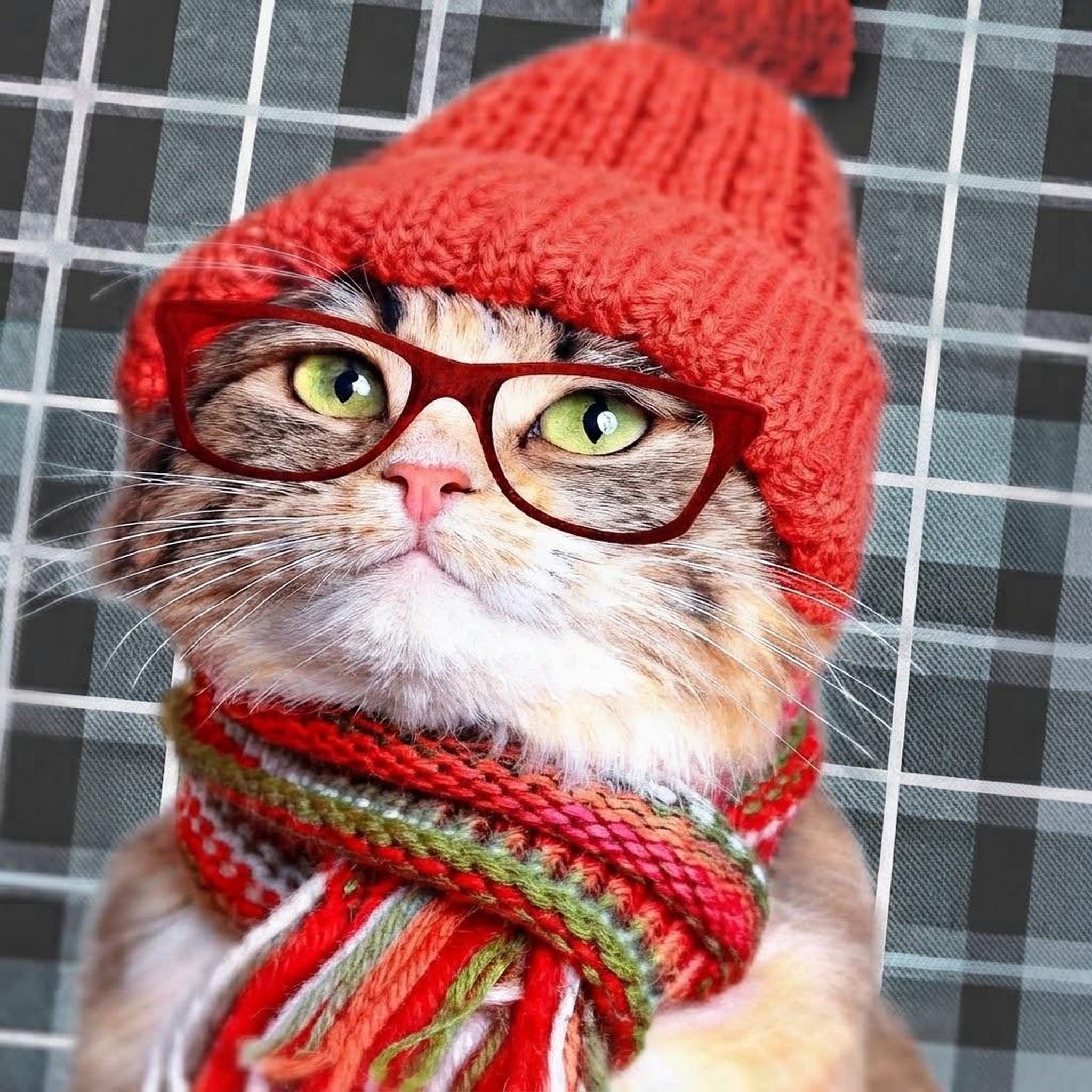 Voir la diapositive 3 : Eden Housse de bouillotte chat a lunettes
