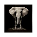 ATMOSPHERA Toile Imprimée  Eléphant  100x100cm Noir & Blanc