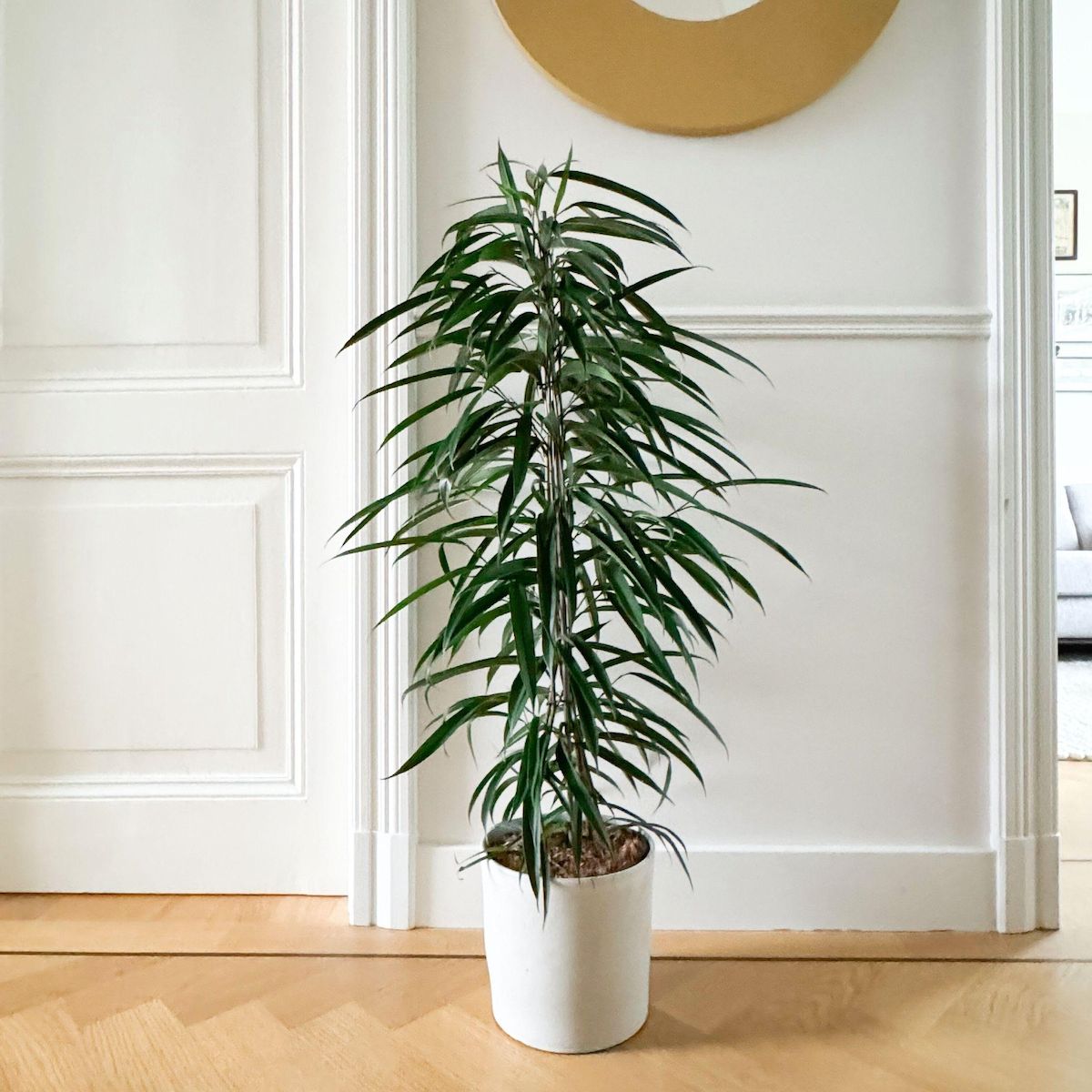 PLANT IN A BOX Ficus pleureur - Ficus binnendijkii - Hauteur 100-110cm - ⌀21cm